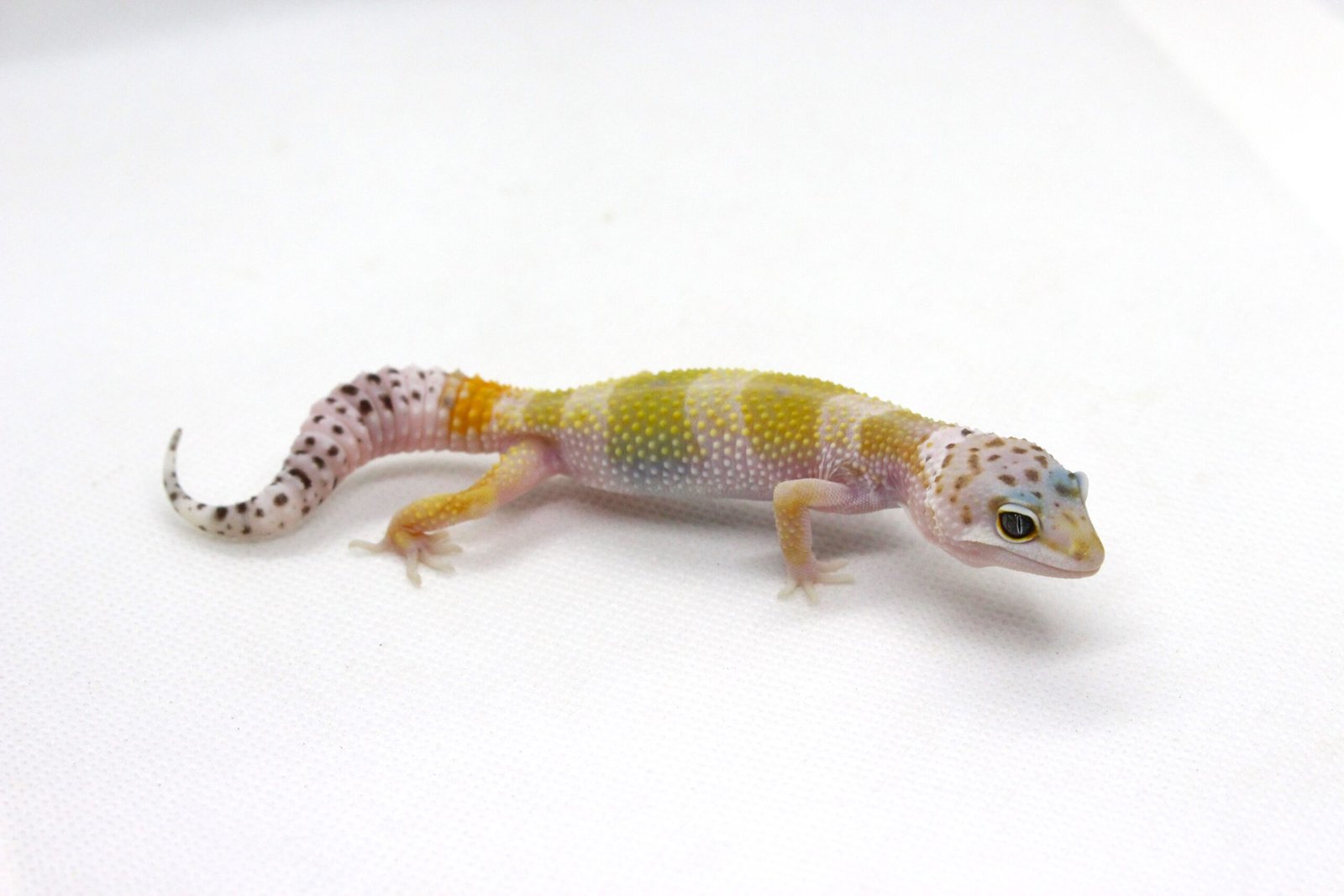 Leopard gecko (Eublepharis macularius) – Macho – Id 900263003574258 - Image 2