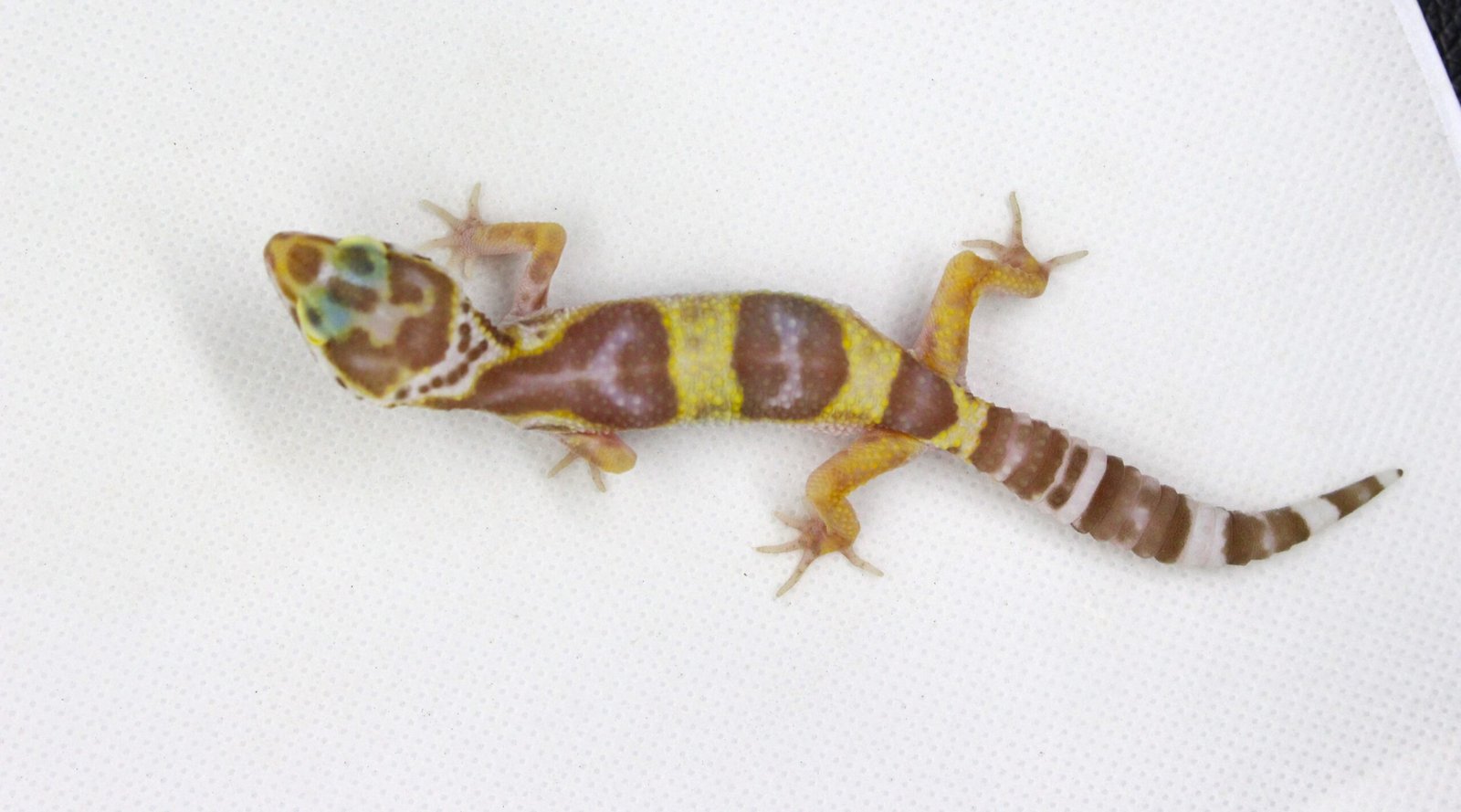 Leopard gecko (Eublepharis macularius) – Fêmea – Id 900263003574381 - Image 3