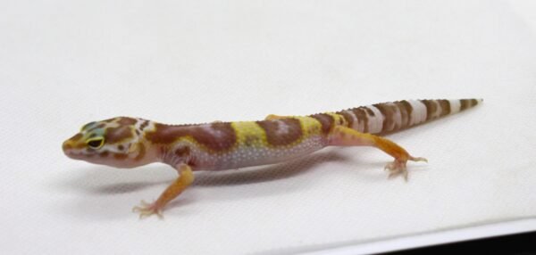Leopard gecko (Eublepharis macularius) – Fêmea – Id 900263003574381 - Image 2