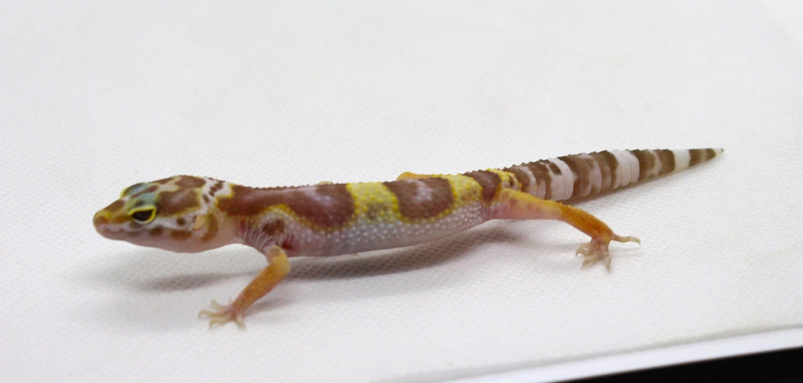 Leopard gecko (Eublepharis macularius) – Fêmea – Id 900263003574381 - Image 2