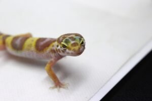 Leopard gecko (Eublepharis macularius) – Fêmea – Id 900263003574381