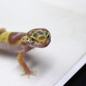 Leopard gecko (Eublepharis macularius) – Fêmea – Id 900263003574381