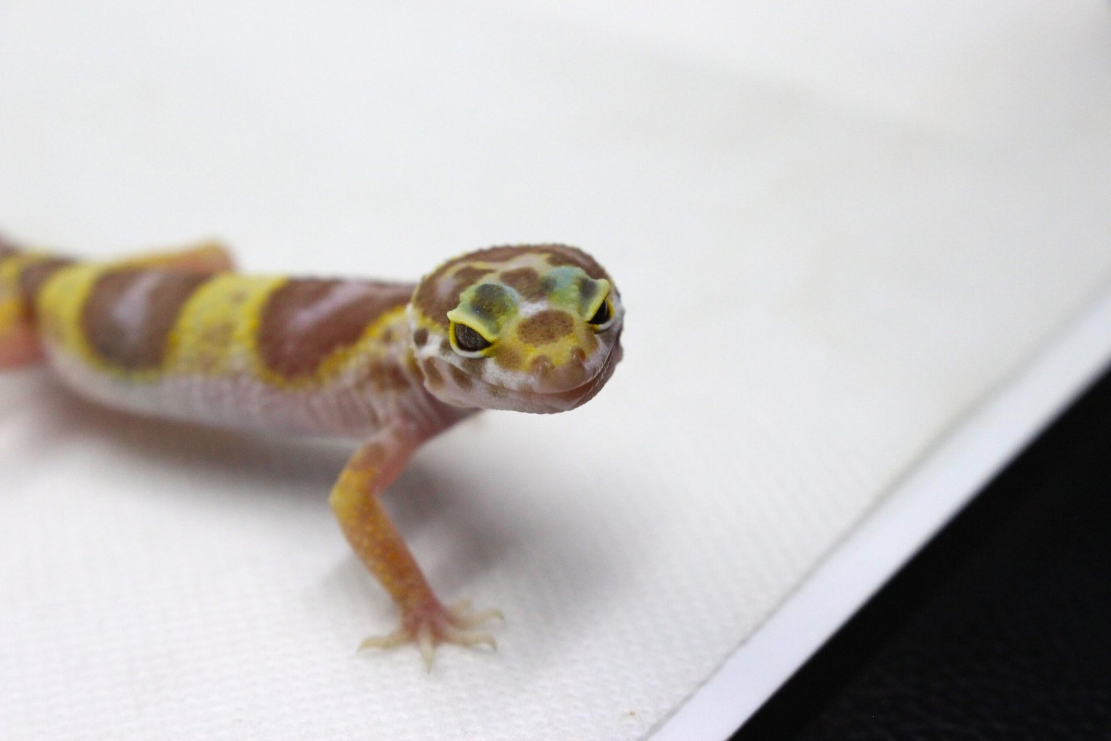Leopard gecko (Eublepharis macularius) – Fêmea – Id 900263003574381