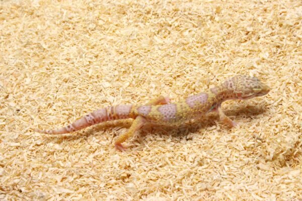 Leopard gecko (Eublepharis macularius) – Macho – Id 900263003574249 - Image 3