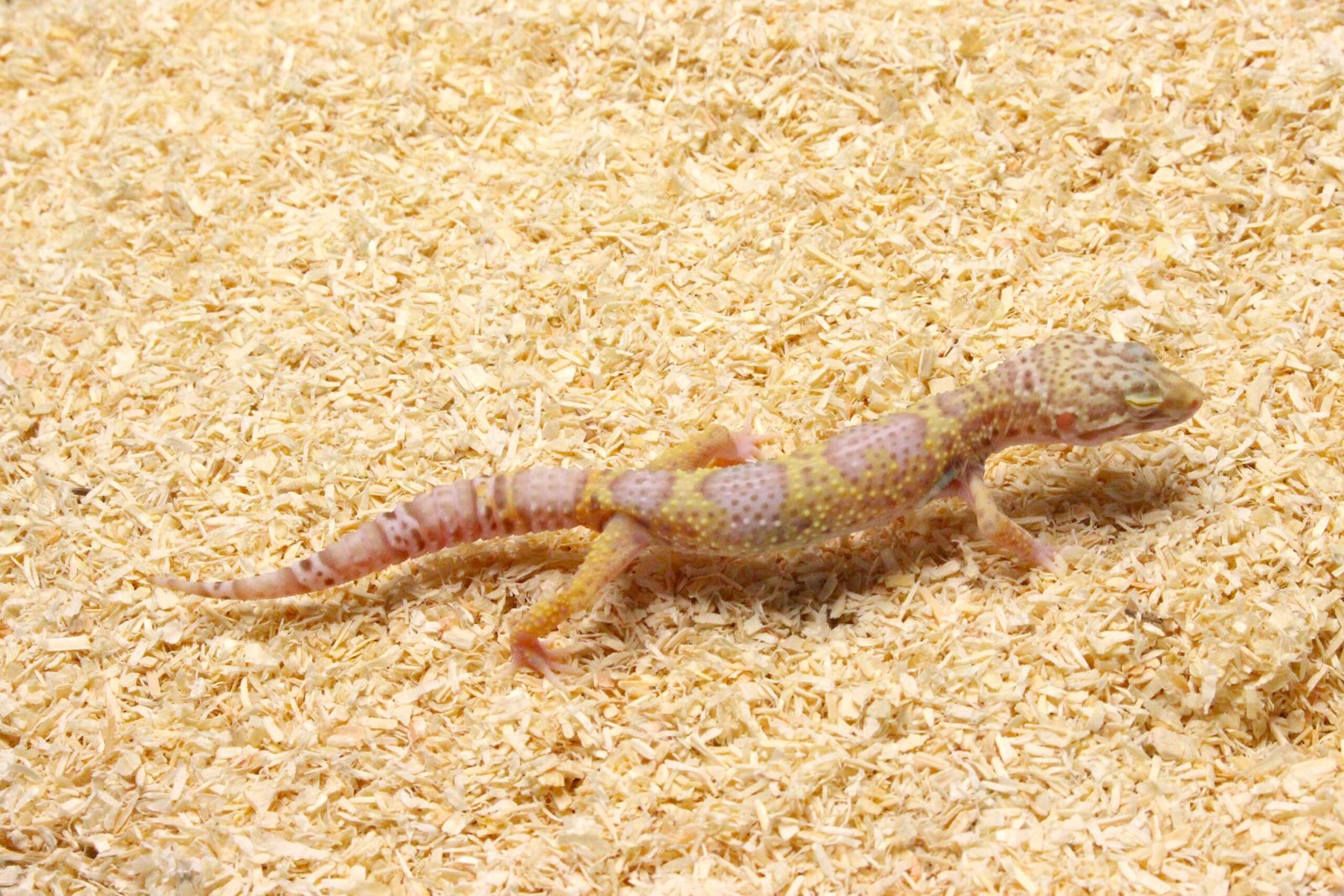Leopard gecko (Eublepharis macularius) – Macho – Id 900263003574249 - Image 3