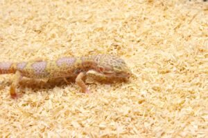 Leopard gecko (Eublepharis macularius) – Macho – Id 900263003574249