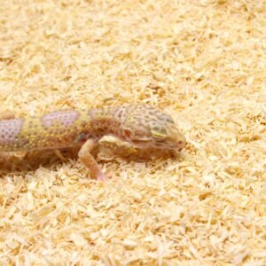 Leopard gecko (Eublepharis macularius) – Macho – Id 900263003574249