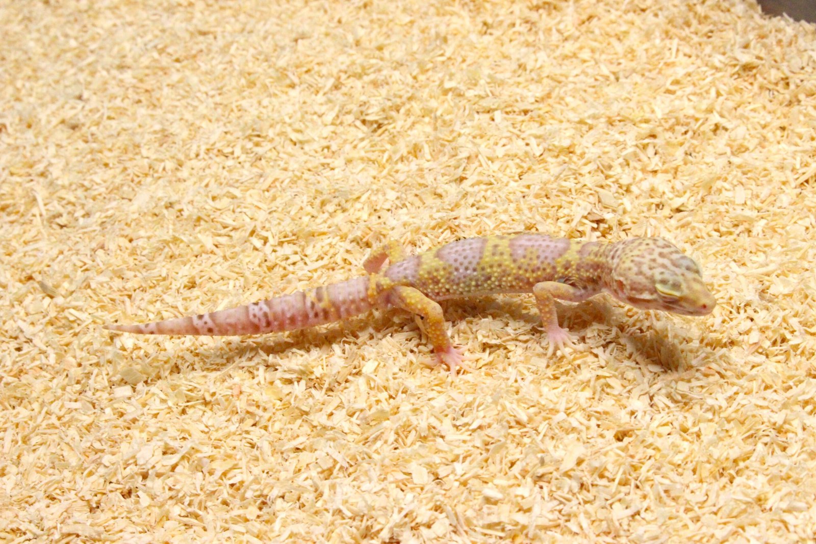 Leopard gecko (Eublepharis macularius) – Macho – Id 900263003574249 - Image 2