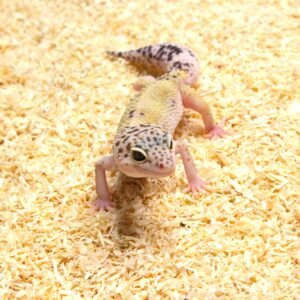 Leopard gecko (Eublepharis macularius) – Fêmea – Id 900263003574235