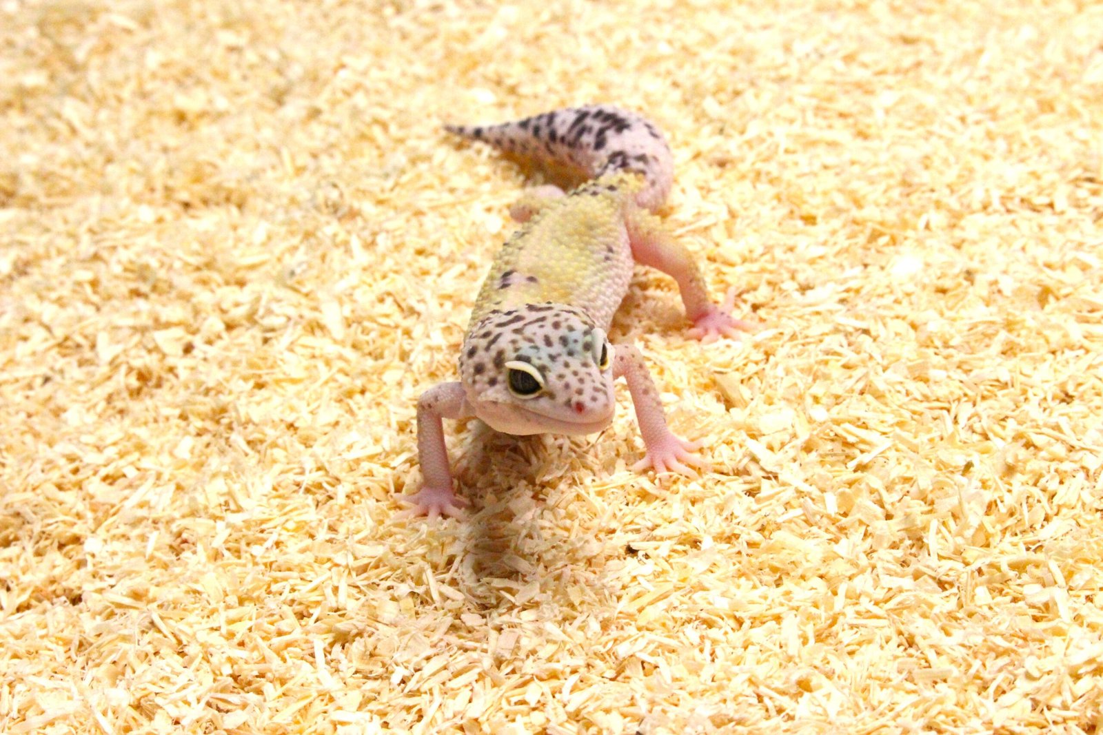 Leopard gecko (Eublepharis macularius) – Fêmea – Id 900263003574235
