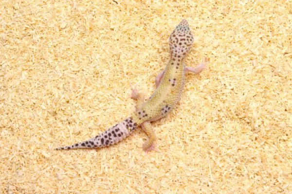 Leopard gecko (Eublepharis macularius) – Fêmea – Id 900263003574235 - Image 3
