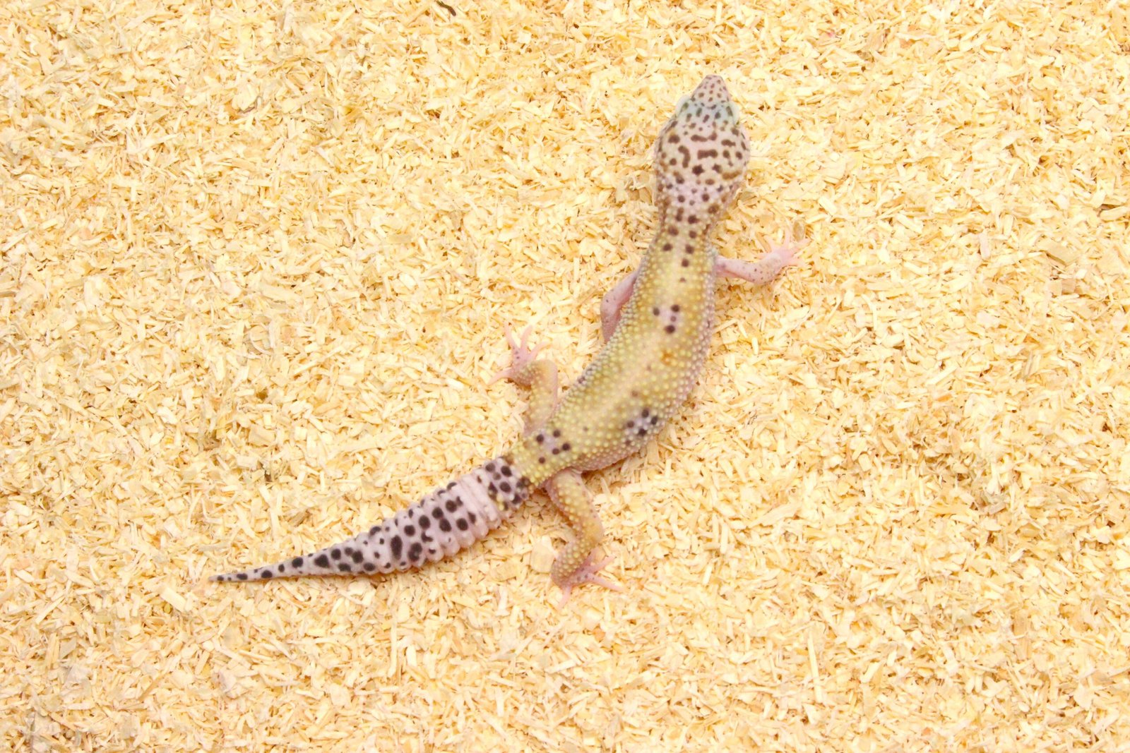 Leopard gecko (Eublepharis macularius) – Fêmea – Id 900263003574235 - Image 3