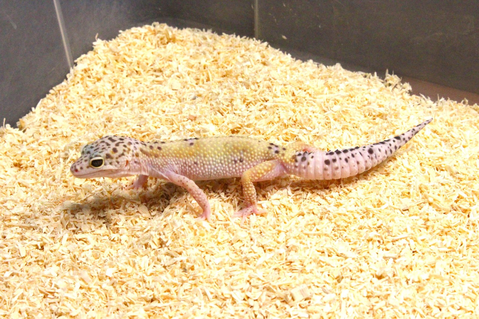 Leopard gecko (Eublepharis macularius) – Fêmea – Id 900263003574235 - Image 2