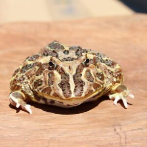 Sapo Pacman (Ceratophrys cranwelli) – Fêmea – Id 900263000308366