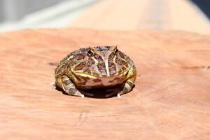 Sapo Pacman (Ceratophrys cranwelli) – Sexo Indeterminado – Id 900263002515875