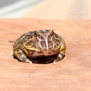 Sapo Pacman (Ceratophrys cranwelli) – Sexo Indeterminado – Id 900263002515875