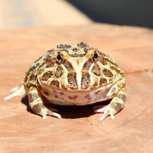 Sapo Pacman (Ceratophrys cranwelli) – Sexo Indeterminado – Id 900263002515876