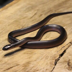 VENDIDO - Mussurana (Boiruna sertaneja) – Macho – Id 900263003574226