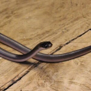 VENDIDO - Mussurana (Boiruna sertaneja) – Fêmea – Id 900263003574228