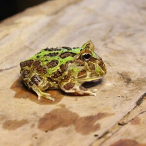 VENDIDO - Sapo Pacman (Ceratophrys cranwelli) – Sexo Indeterminado – Id 900263004243240