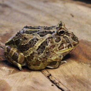 VENDIDO - Sapo Pacman (Ceratophrys cranwelli) – Sexo Indeterminado – Id 900263004243362