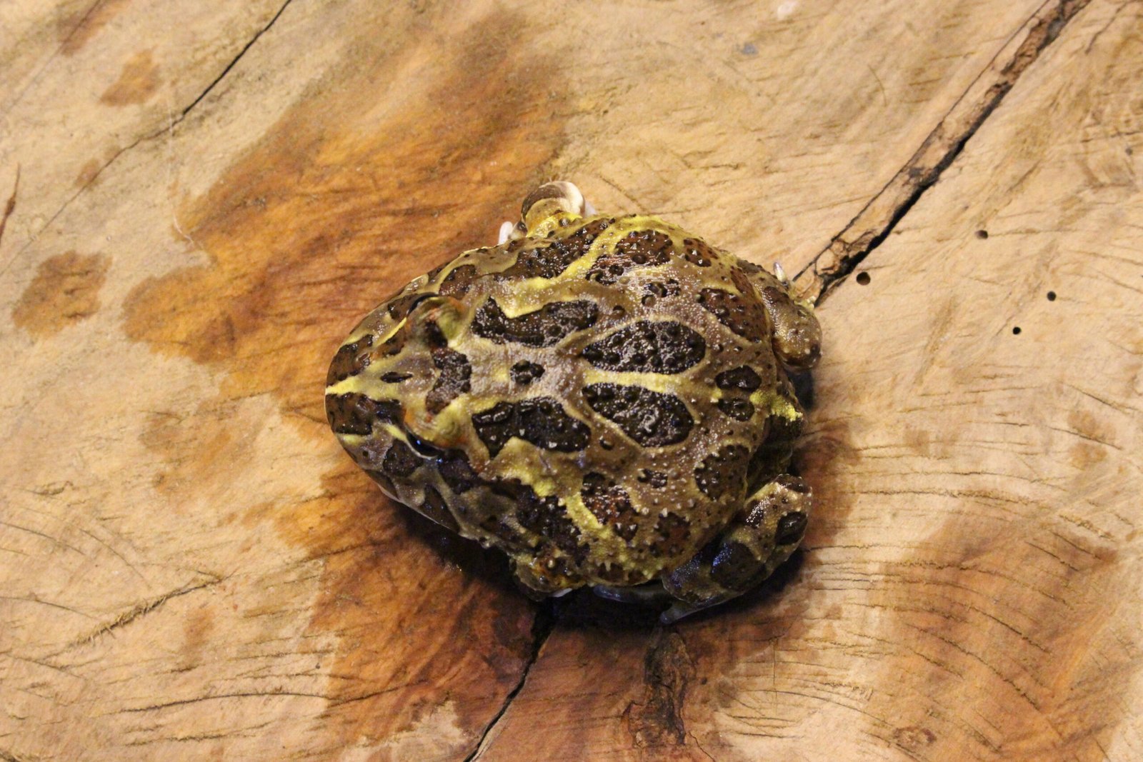 VENDIDO - Sapo Pacman (Ceratophrys cranwelli) – Sexo Indeterminado – Id 900263004243364 - Imagem 3