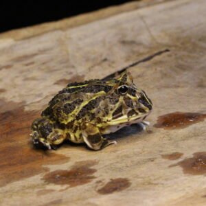 Sapo Pacman (Ceratophrys cranwelli) – Sexo Indeterminado – Id 900263004243364