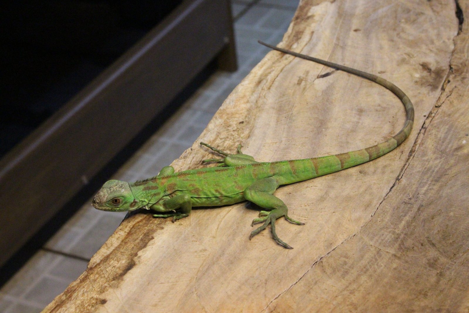 Iguana Verde (Iguana iguana) – Macho – Id 900263004243027 - Imagem 3