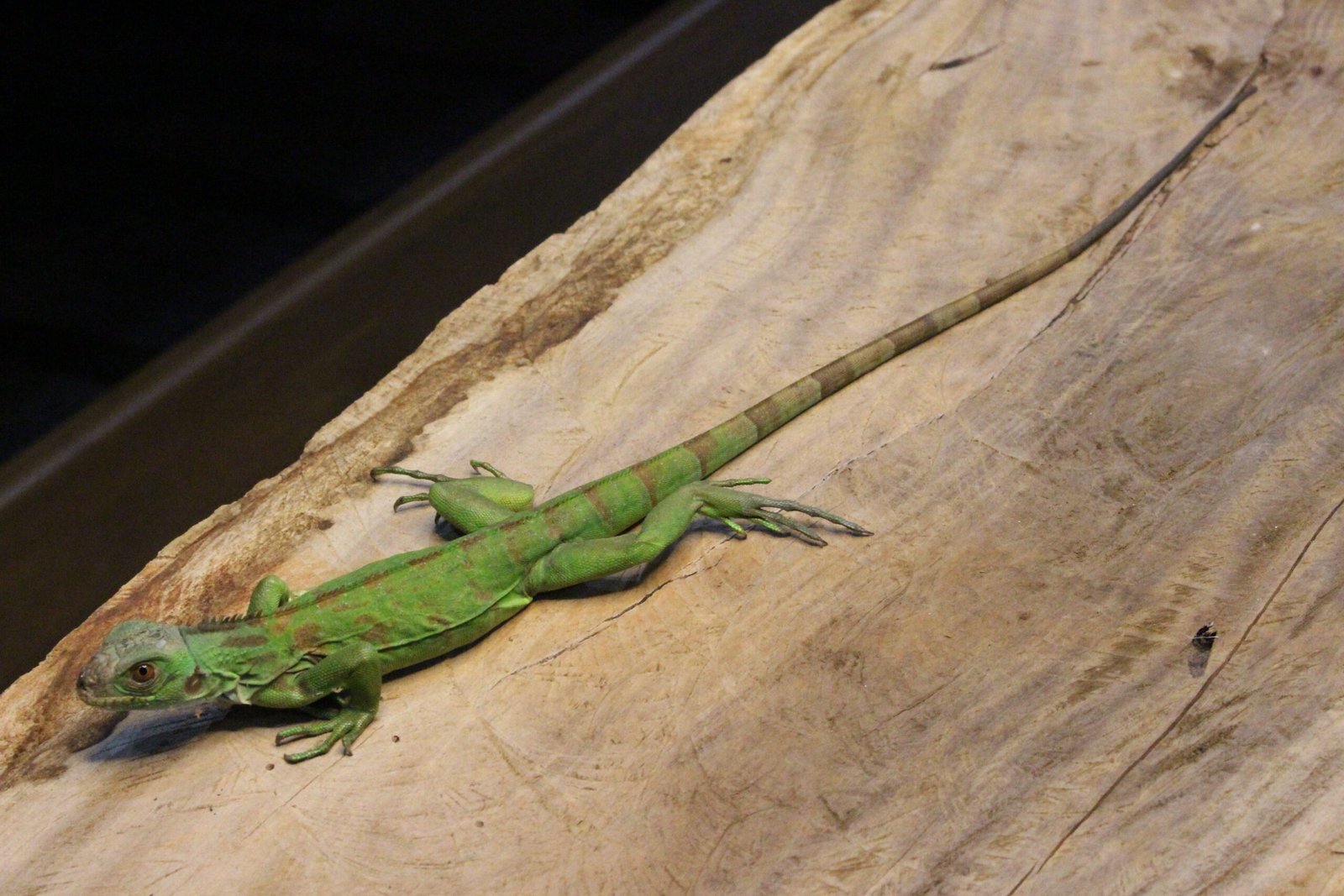 Iguana Verde (Iguana iguana) – Macho – Id 900263004243027 - Imagem 2