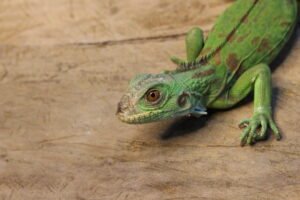 Iguana Verde (Iguana iguana) – Macho – Id 900263004243027