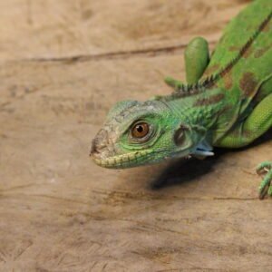 Iguana Verde (Iguana iguana) – Macho – Id 900263004243027