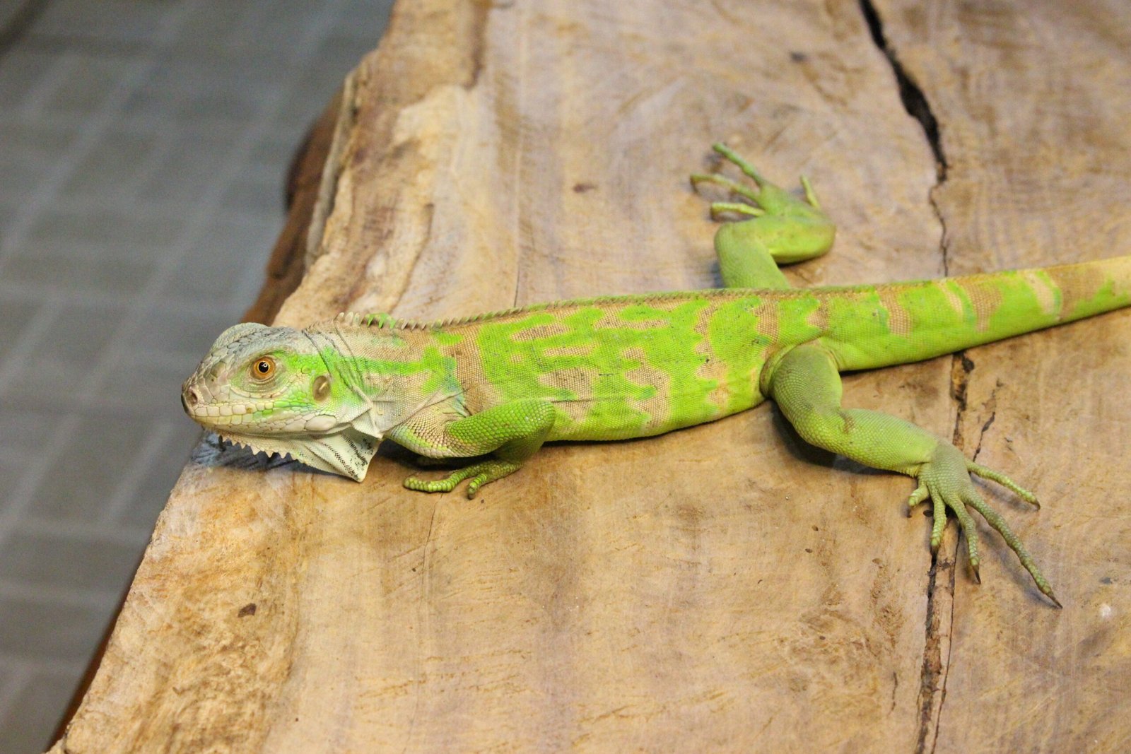 Iguana Verde (Iguana iguana) – Macho – Id 900263004243023 - Imagem 2