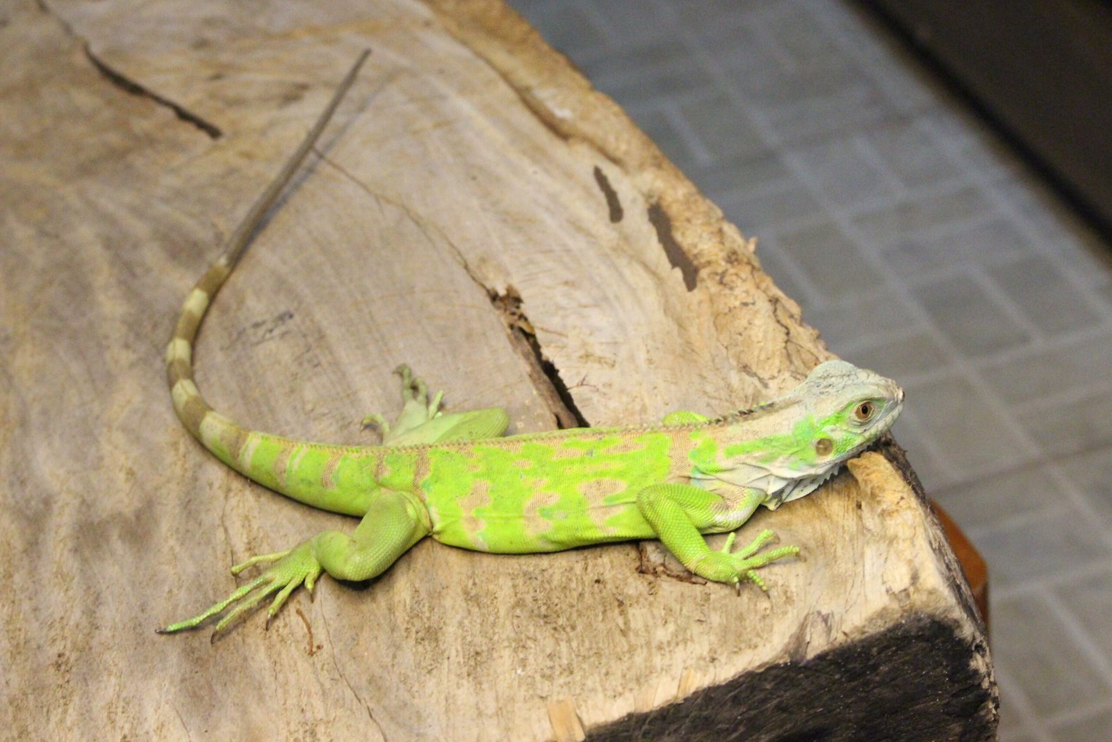 Iguana Verde (Iguana iguana) – Macho – Id 900263004243023 - Imagem 3