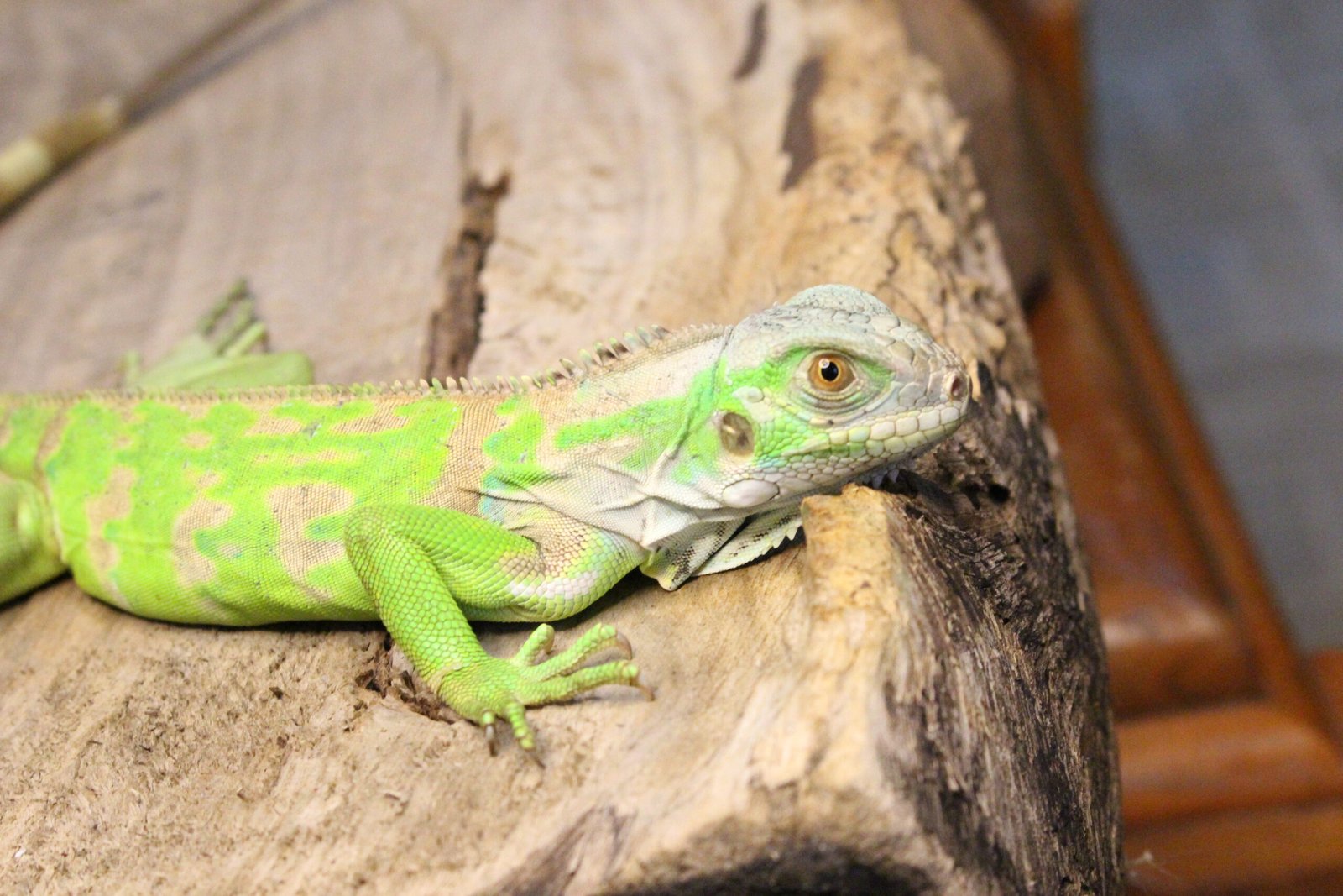 Iguana Verde (Iguana iguana) – Macho – Id 900263004243023