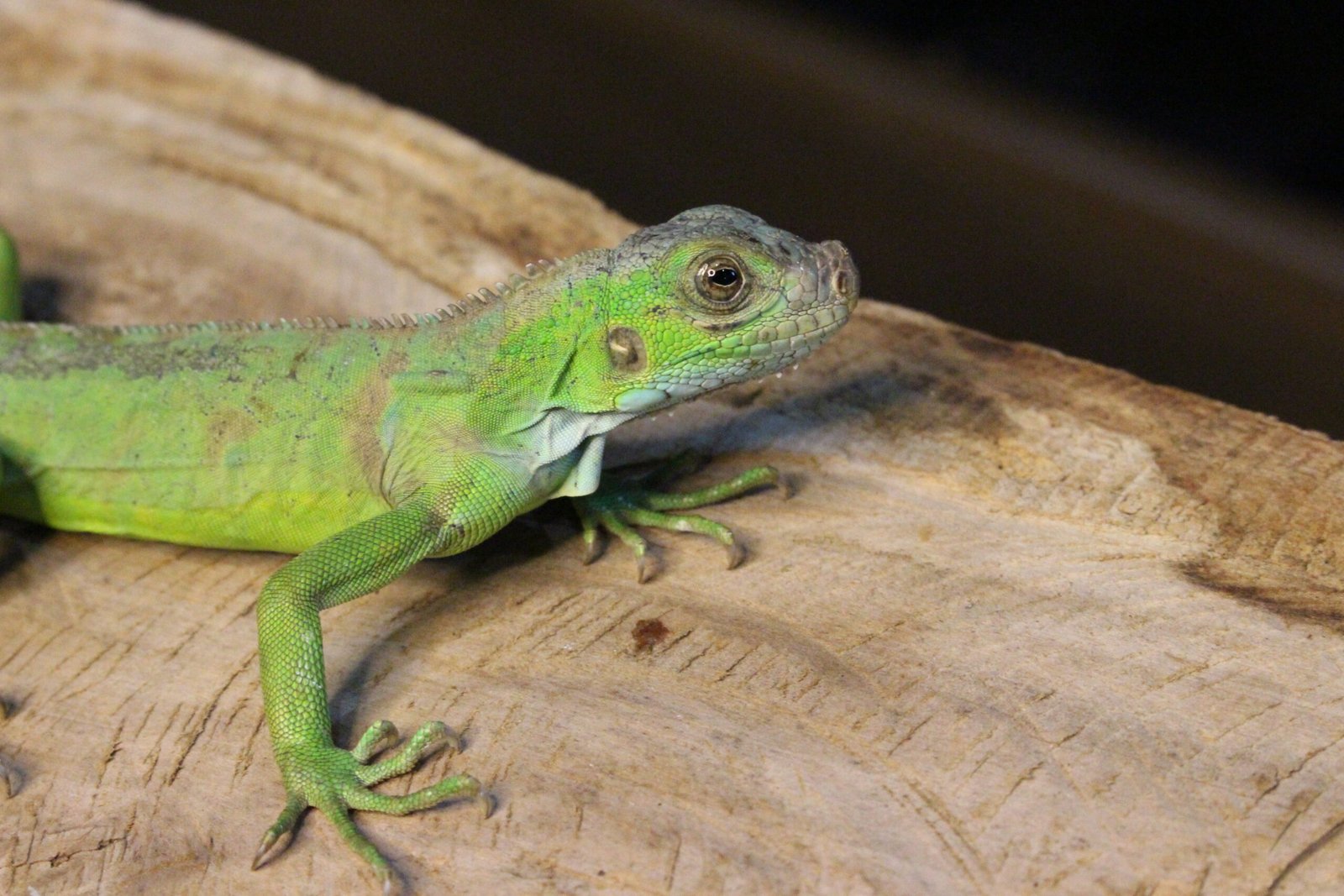 Iguana Verde (Iguana iguana) – Fêmea – Id 900263004243026 - Imagem 2
