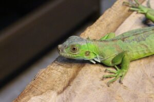 Iguana Verde (Iguana iguana) – Fêmea – Id 900263004243026
