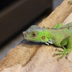 Iguana Verde (Iguana iguana) – Fêmea – Id 900263004243026