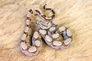 Jibóia da América Central (Boa constrictor imperator) – Macho – Id 900263003574067  Padrão Pastel