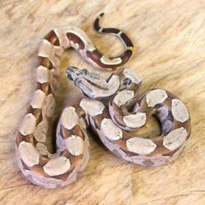 Jibóia da América Central (Boa constrictor imperator) – Macho – Id 900263003574067  Padrão Pastel