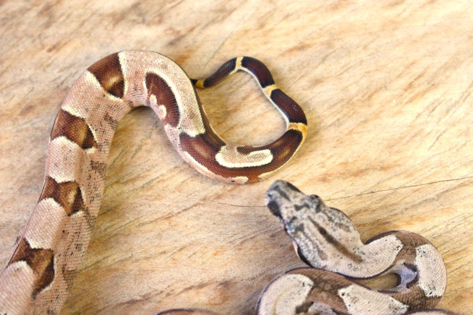 Jibóia da América Central (Boa constrictor imperator) – Macho – Id 900263003574067 Padrão Pastel - Imagem 3