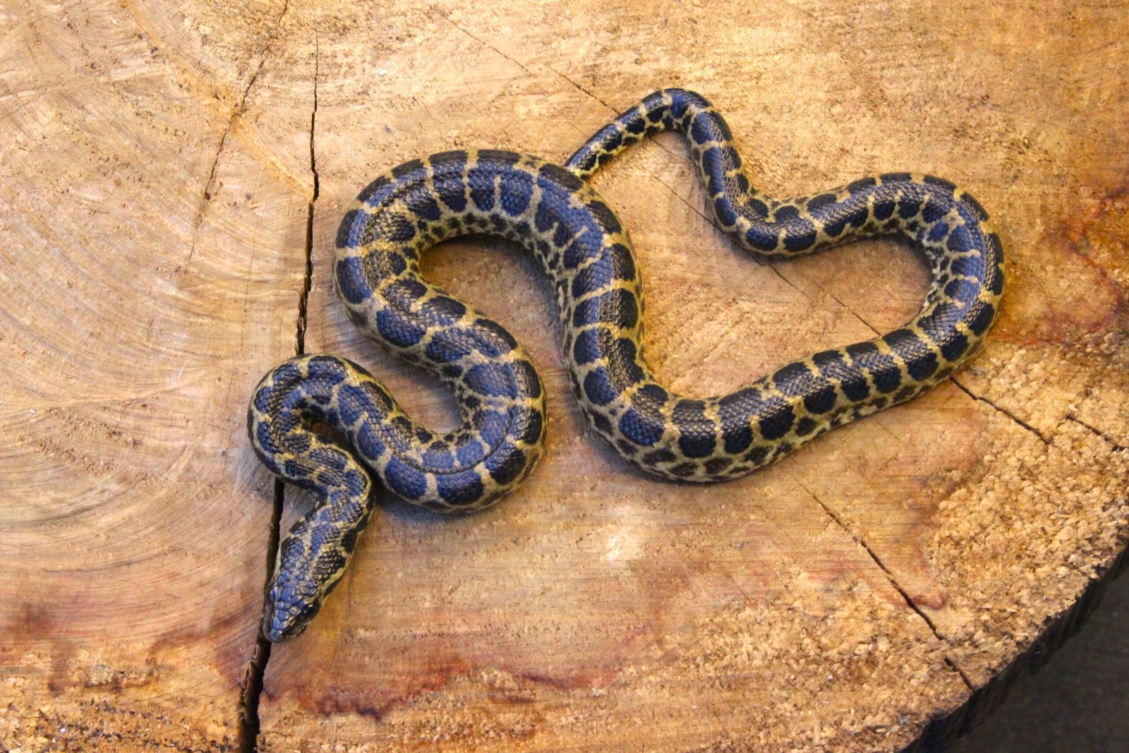 Sucuri Amarela (Eunectes notaeus) – Macho – Id 900263004243012 - Imagem 2