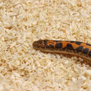 Kenyan Sand Boa (Gongylophis colubrinus) – Macho – Id 900263004243044 Padrão Nuclear