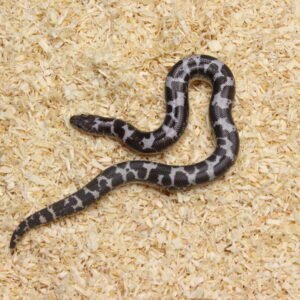 Kenyan Sand Boa (Gongylophis colubrinus) – Macho – Id 900263004243046 Padrão Anery