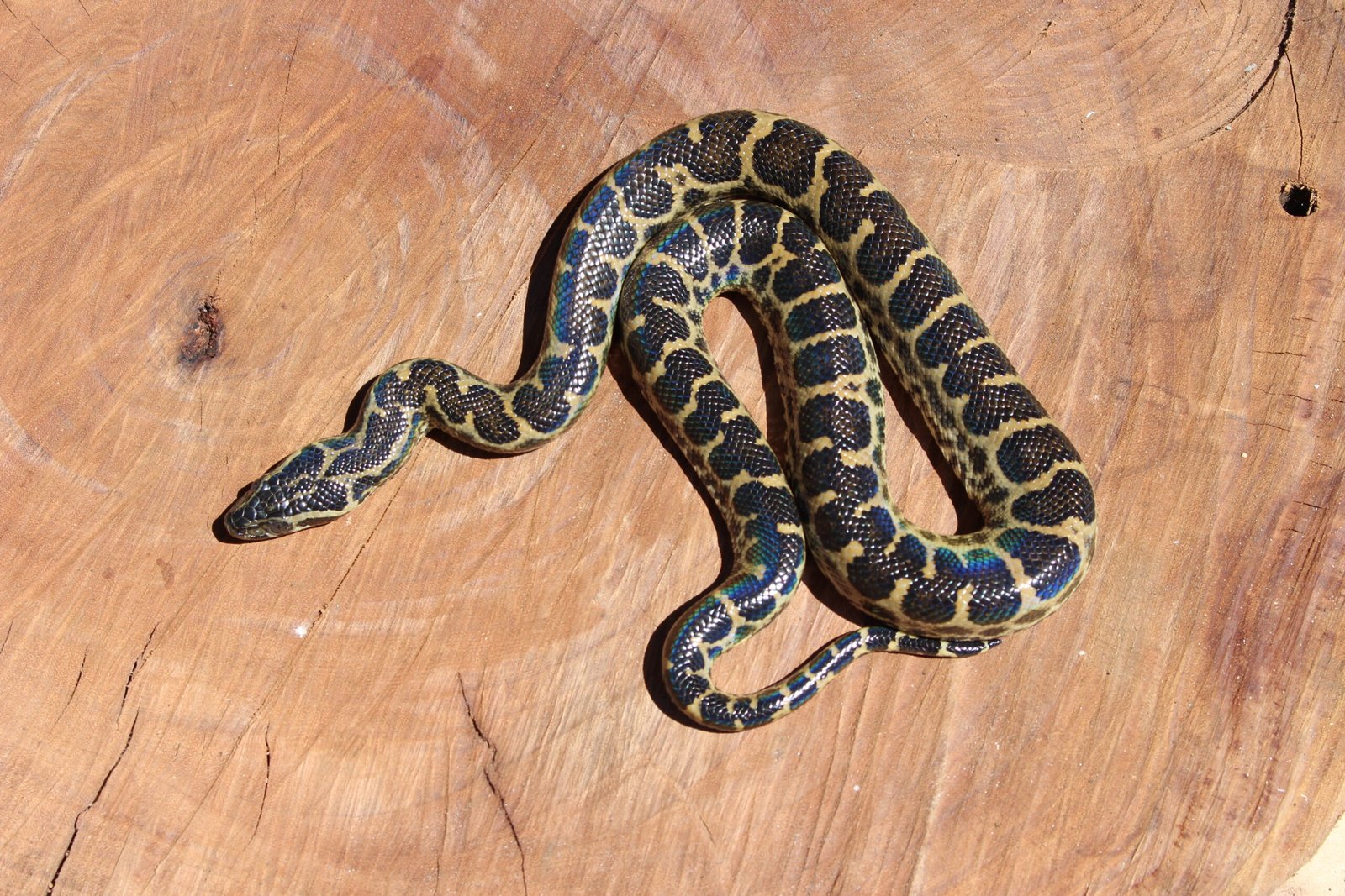 Sucuri Amarela (Eunectes notaeus) – Macho – Id 900263004243016 - Imagem 3