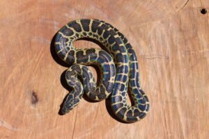 Sucuri Amarela (Eunectes notaeus) – Macho – Id 900263004243016