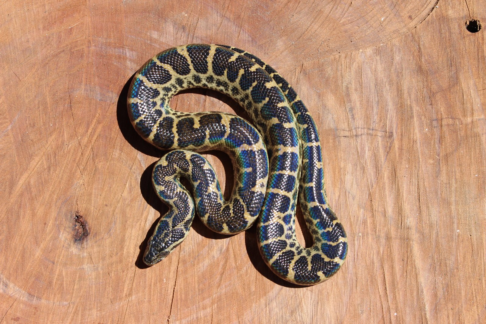 Sucuri Amarela (Eunectes notaeus) – Macho – Id 900263004243016