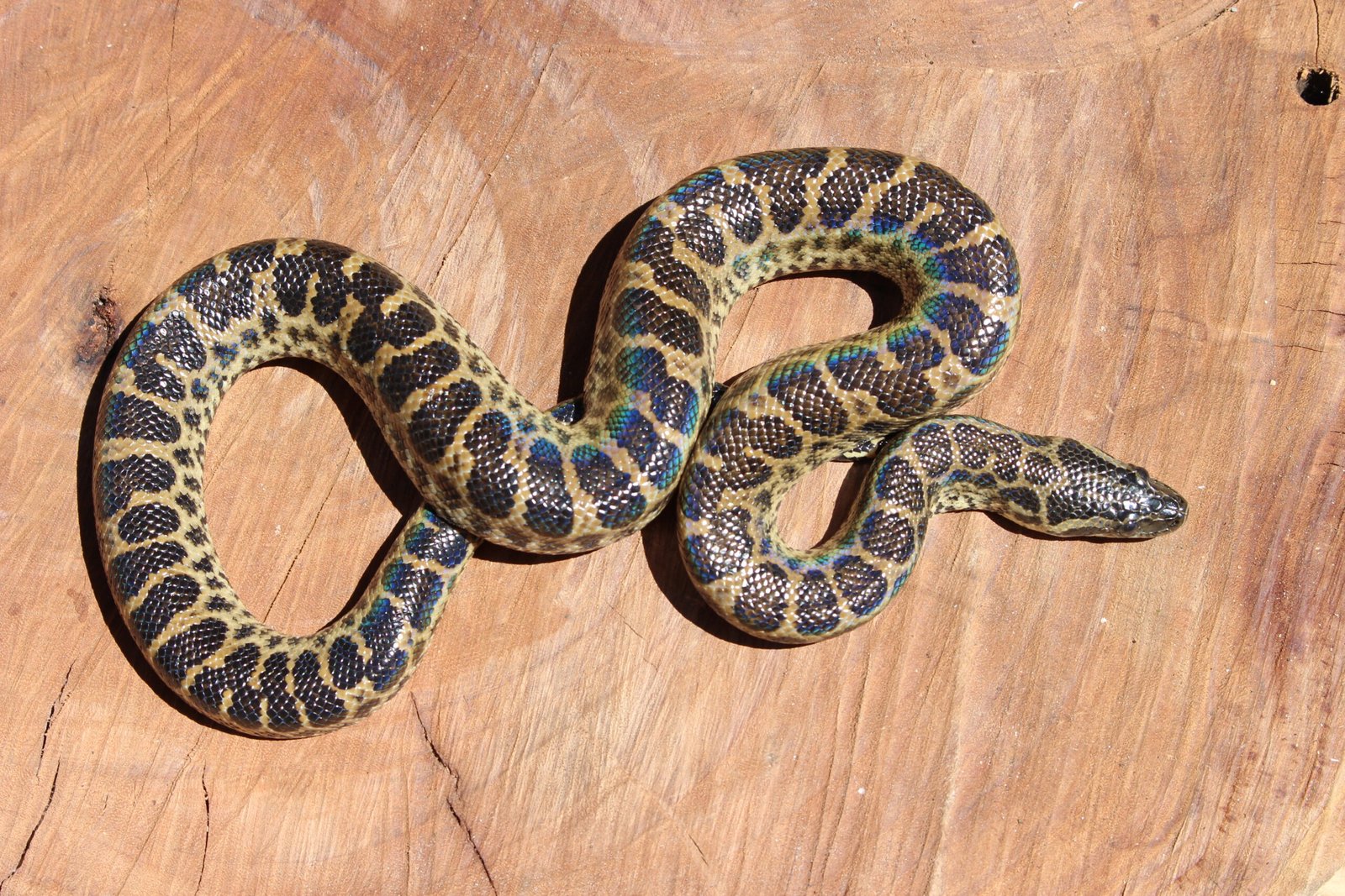 Sucuri Amarela (Eunectes notaeus) – Fêmea – Id 900263004243017 - Imagem 2