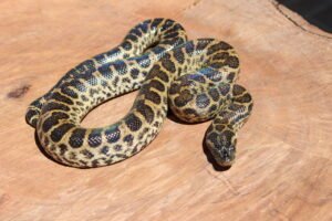 Sucuri Amarela (Eunectes notaeus) – Fêmea – Id 900263004243017