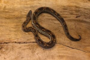 Jibóia de Dumerili de Madagascar (Acrantophis dumerili) – Macho – Id 900263003574107 Data de nascimento: 20/03/2025