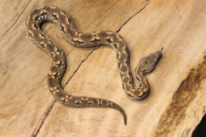 Jibóia de Dumerili de Madagascar (Acrantophis dumerili) – Macho – Id 900263003574110 Data de nascimento: 20/03/2025